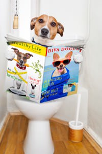 dog-potty
