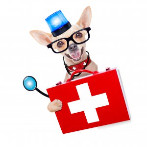Chihuahua dressed like a nurse with a first aid kit