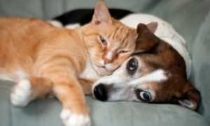 orange-cat-dog-cuddle